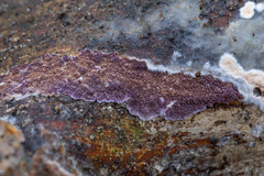 Trichaptum fuscoviolaceum