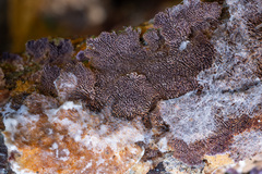 Trichaptum fuscoviolaceum