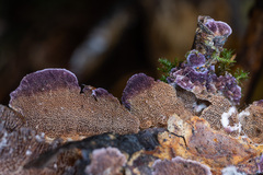 Trichaptum fuscoviolaceum