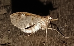 Psaliodes