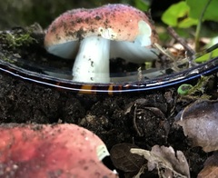 Russula pseudointegra