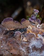 Trichaptum fuscoviolaceum