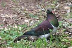 Hemiphaga novaeseelandiae novaeseelandiae