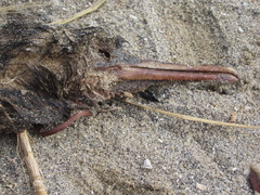 Phalacrocorax featherstoni