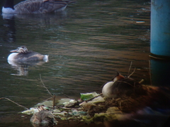 Podiceps cristatus