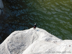 Phoenicurus leucocephalus