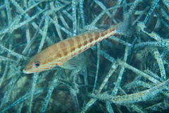Serranus cabrilla