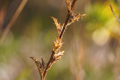 Carlina vulgaris
