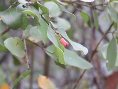 Cryptocarya alba
