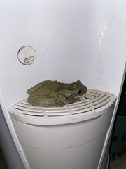 Trachycephalus vermiculatus