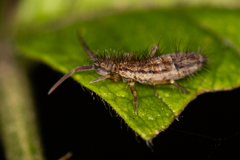 Orchesella flavescens