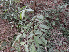 Otholobium glandulosum