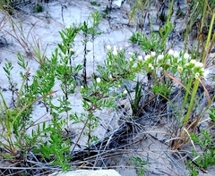 Symphyotrichum ericoides