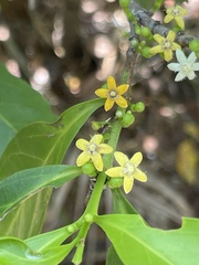 Cyclophyllum schultzii