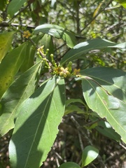 Cyclophyllum schultzii