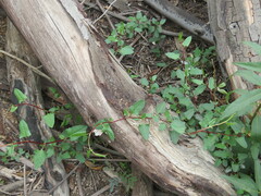 Muehlenbeckia hastulata