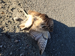 Athene cunicularia hypugaea