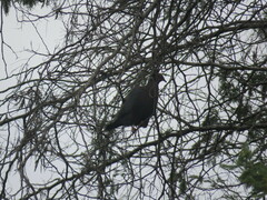 Patagioenas araucana