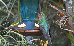 Pterophanes cyanopterus