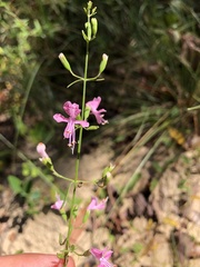 Dicerandra linearifolia