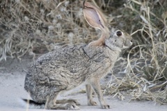 Lepus saxatilis
