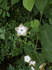 Polystemma guatemalense