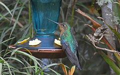 Pterophanes cyanopterus