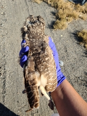 Athene cunicularia hypugaea