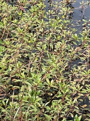 Ludwigia peploides