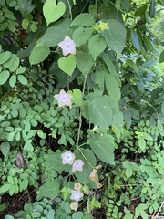 Polystemma guatemalense