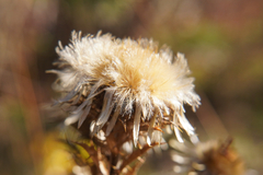 Carlina vulgaris
