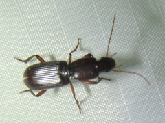 Stenomorphus californicus