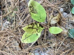 Stigmella salicis