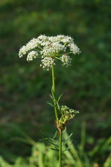 Kadenia dubia
