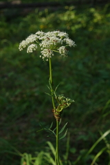 Kadenia dubia