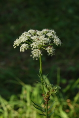 Kadenia dubia