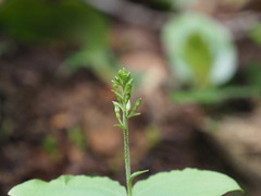 Neottia banksiana