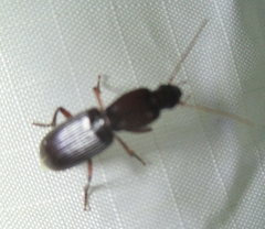 Stenomorphus californicus