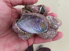 Haliotis virginea morioria