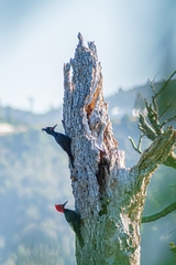 Campephilus magellanicus