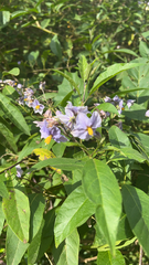 Solanum bonariense