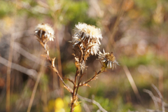 Carlina vulgaris