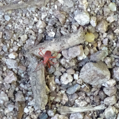 Probergrothius nigricornis