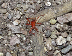 Probergrothius nigricornis