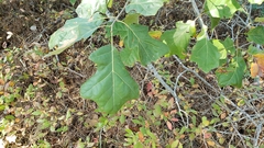 Quercus ilicifolia