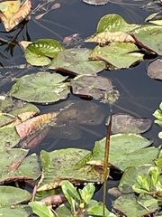Nymphaea odorata