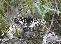 Zerynthia polyxena