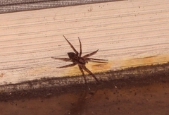 Liocranum rupicola
