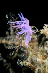 Flabellina affinis