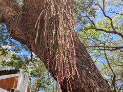 Rhipsalis